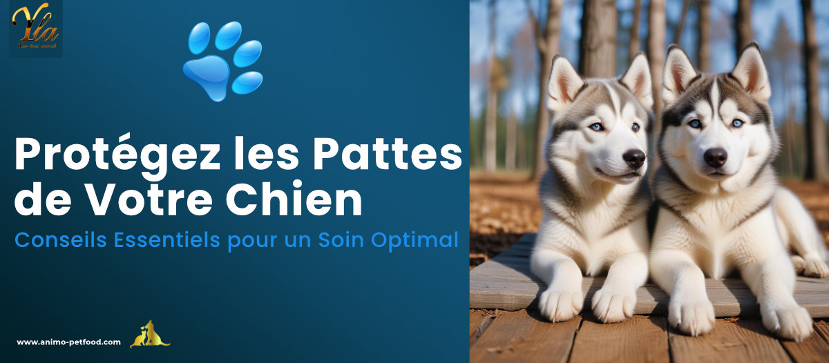 Protégez les pattes de votre chien avec des conseils essentiels pour un soin optimal. Découvrez des astuces pour maintenir la santé et le bien-être des coussinets de votre chien